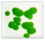 LF Glaze Crystals: 6-6: Green